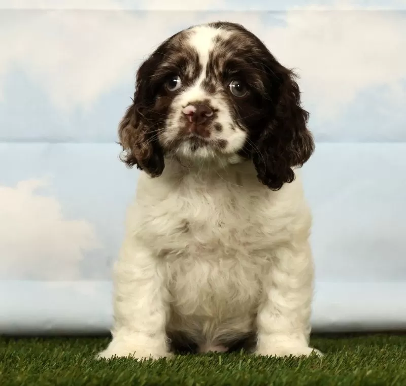 Puppy Name: Hayden