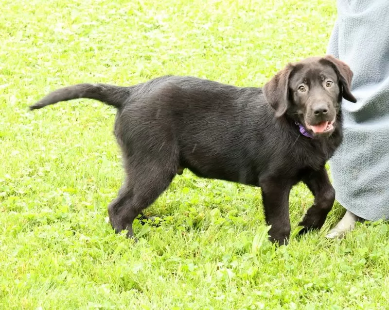 Puppy Name: Hank