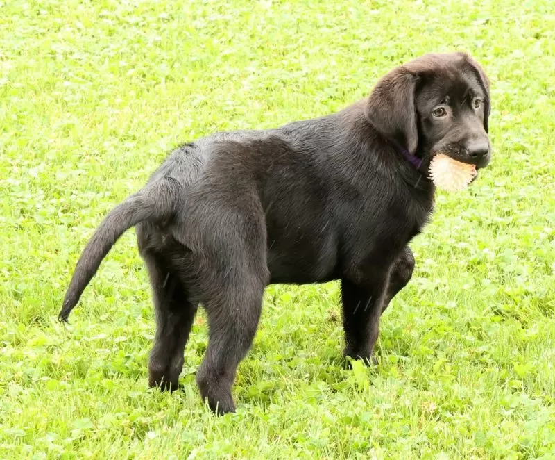 Hank
