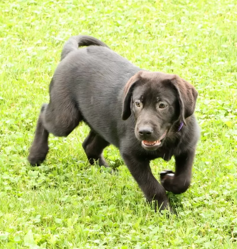 Hank