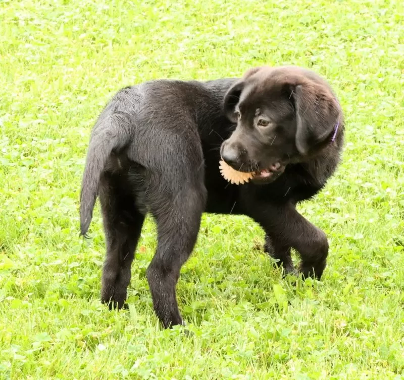 Hank