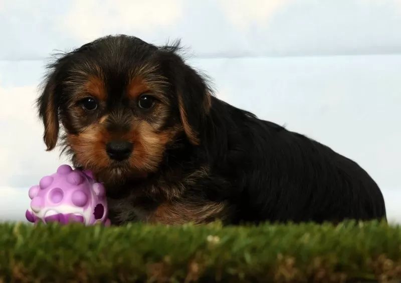 Puppy Name: Hero