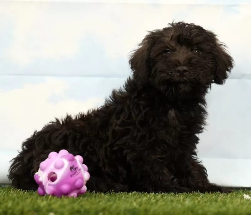 Puppy Name: Hunter