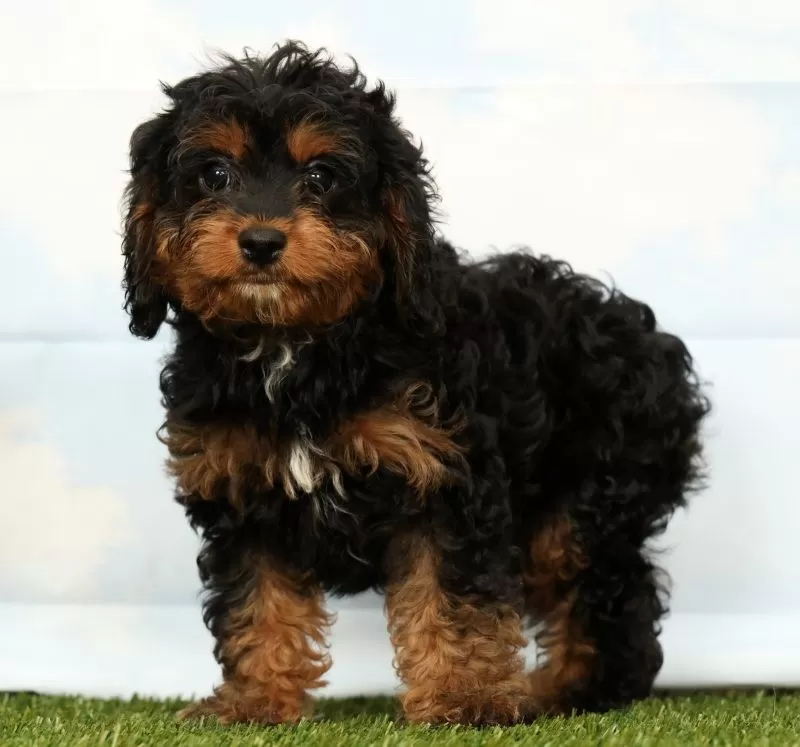 Puppy Name: Jet