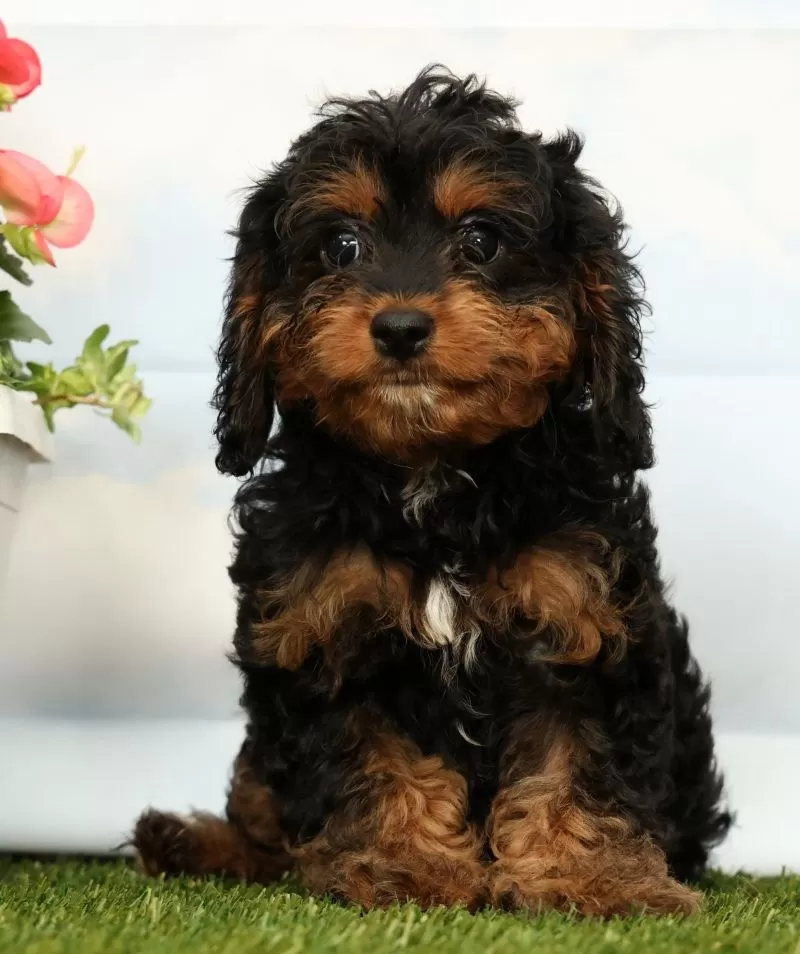 Jet