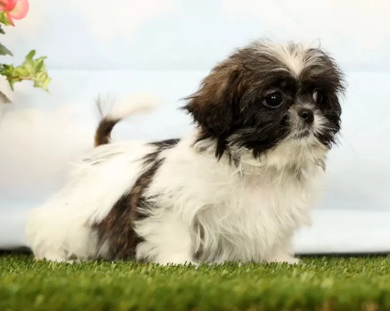 Puppy Name: Juniper