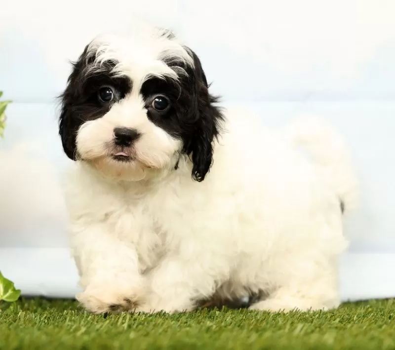 Puppy Name: Joey