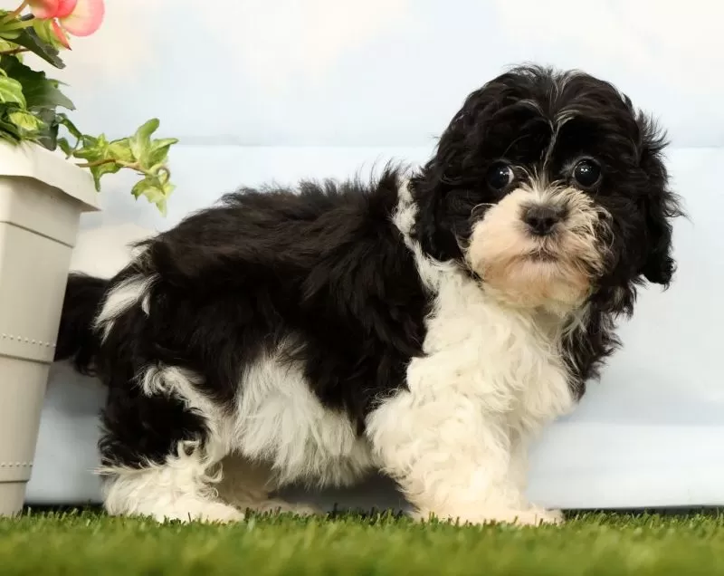 Puppy Name: Joy