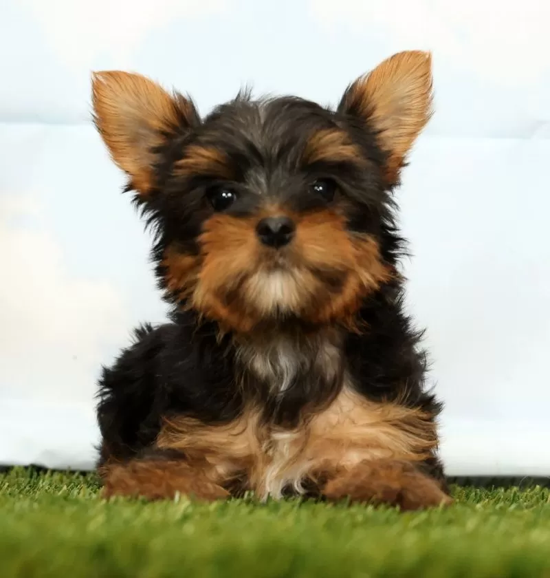 Puppy Name: Josie