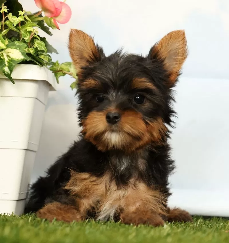 Josie