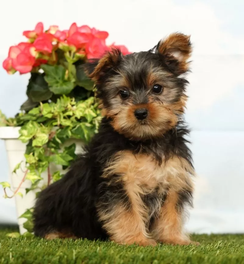 Puppy Name: Jasper