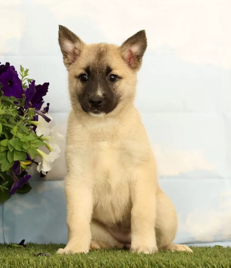 Puppy Name: Kaia