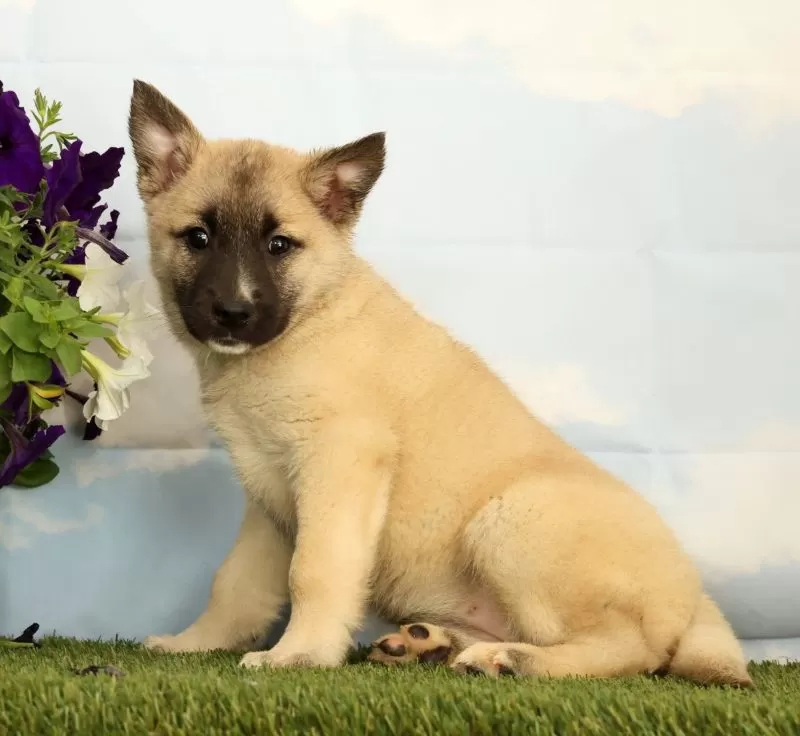 Kaia