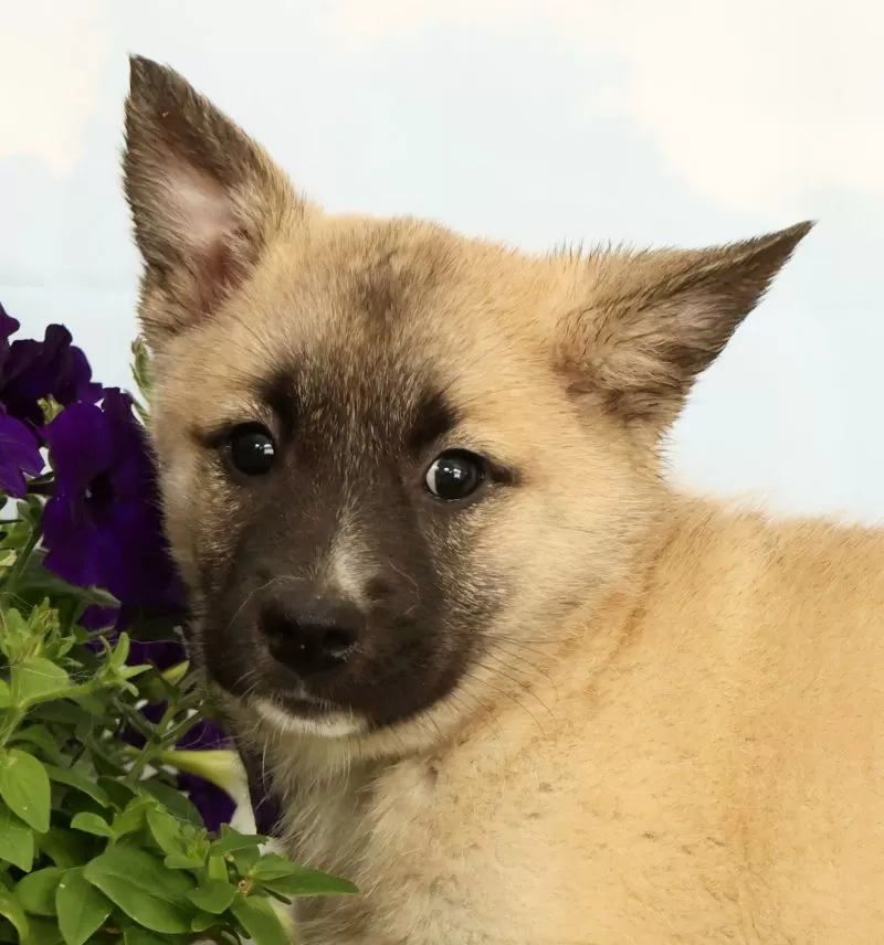 Kaia
