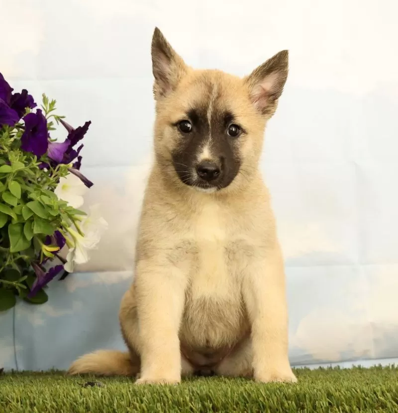 Puppy Name: Kenzie