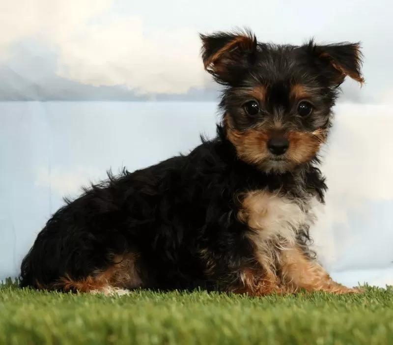 Puppy Name: Kayla