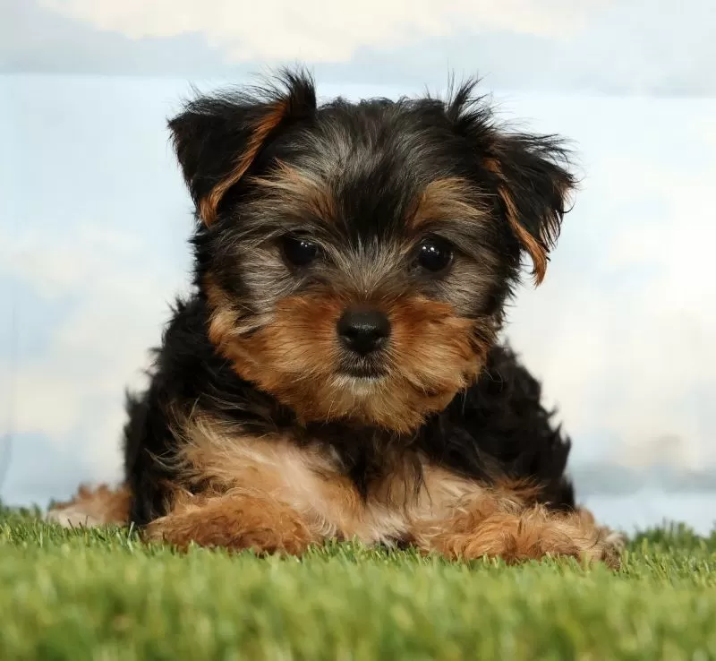 Puppy Name: Keesha