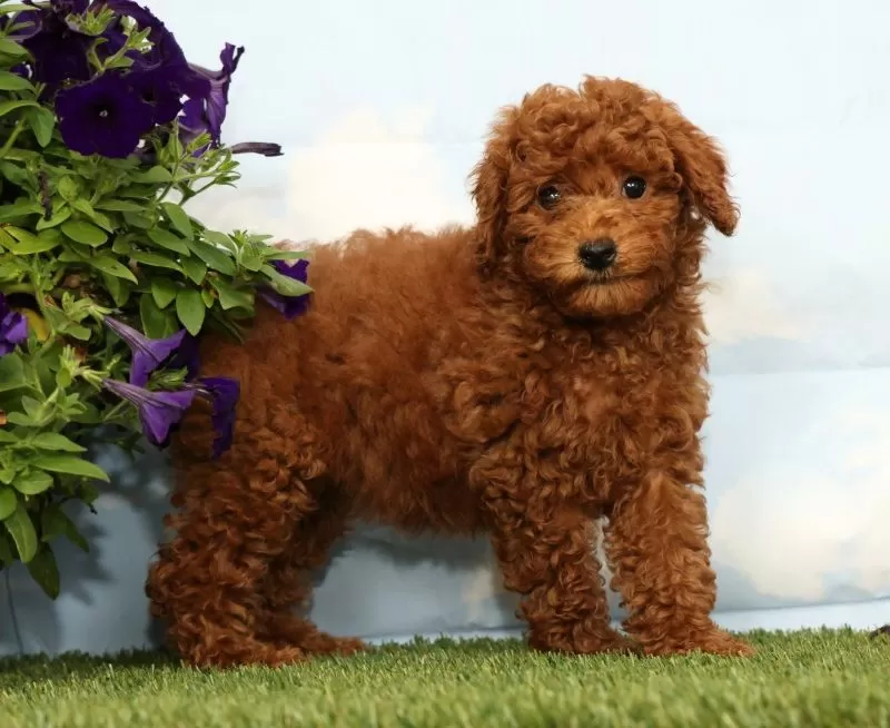 Puppy Name: Kennedy
