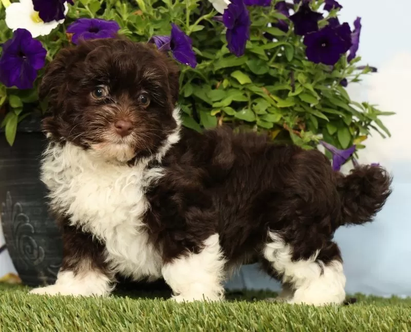 Puppy Name: Knox