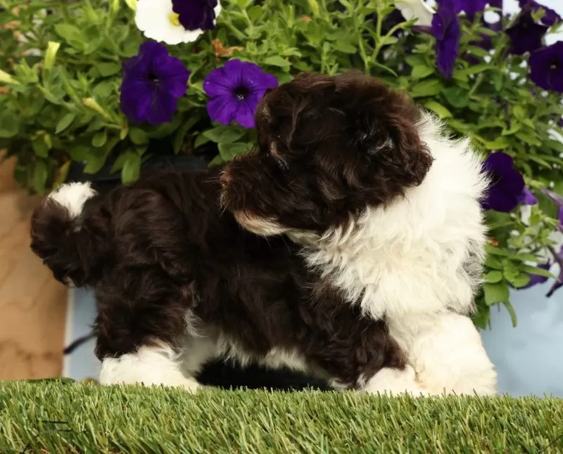 Knox
