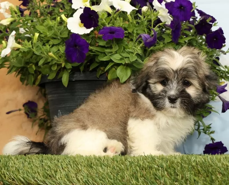 Puppy Name: Kingston