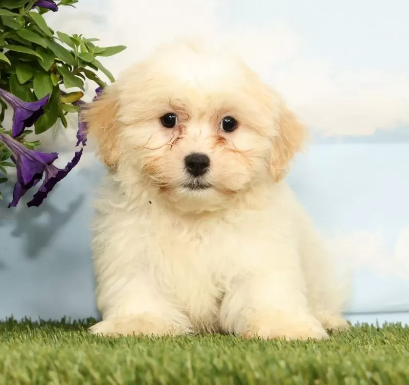 Kona