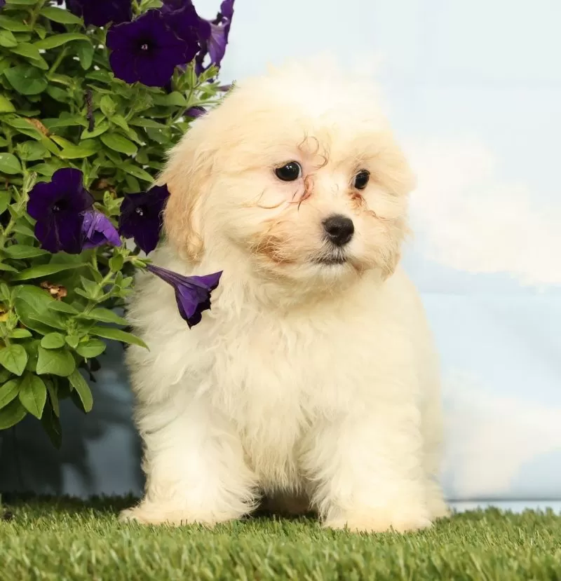 Kona