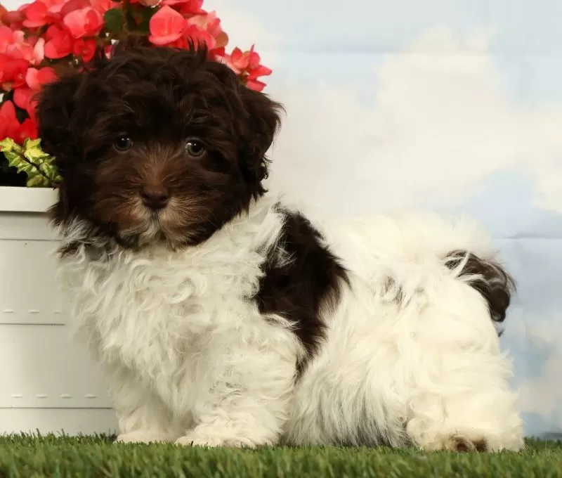 Puppy Name: Lotus