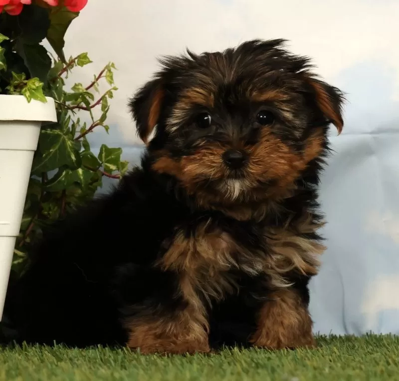 Puppy Name: Lilibet