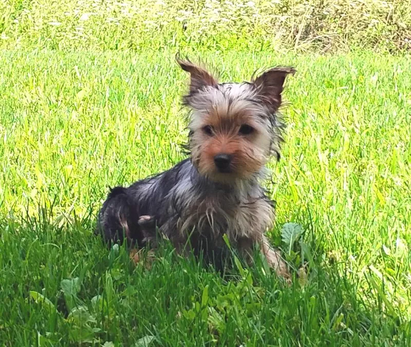 Lilibet