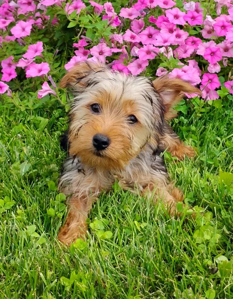 Lilibet