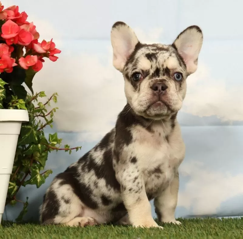 Puppy Name: Lindy