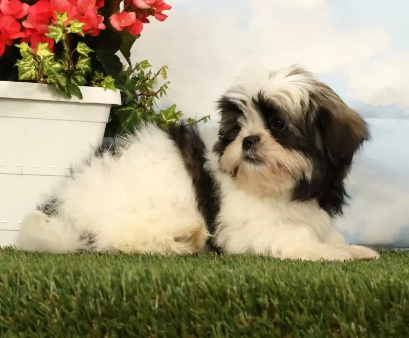 Luna