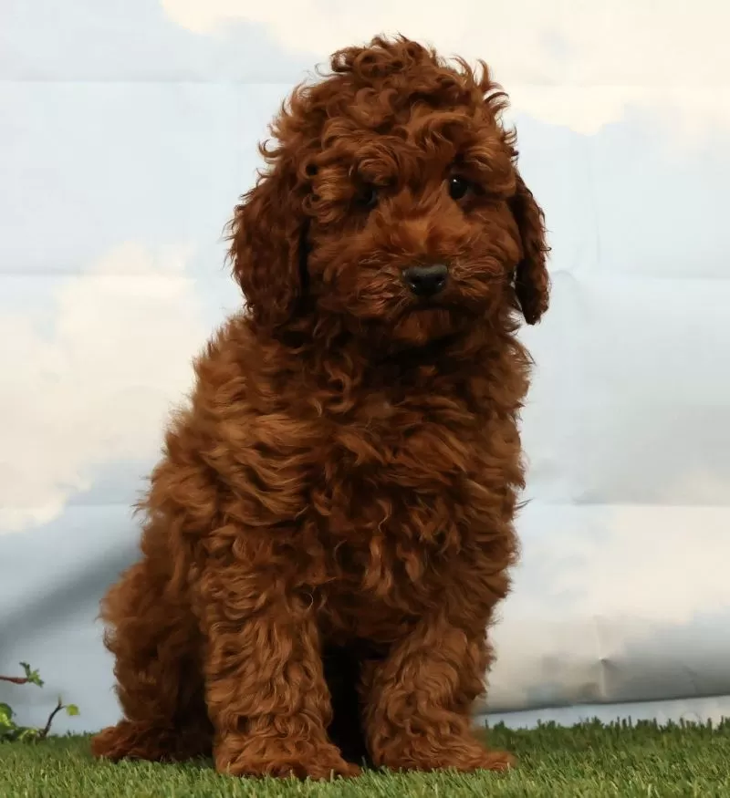 Puppy Name: Luka