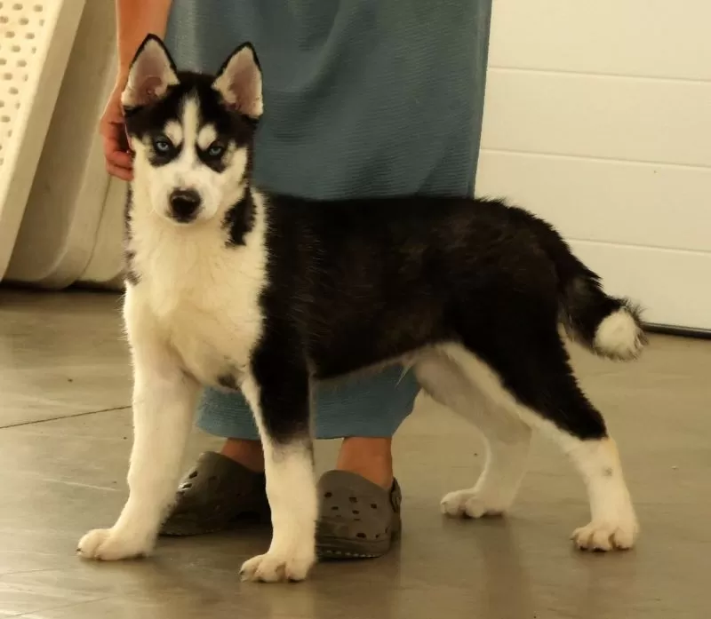 Puppy Name: Loyal