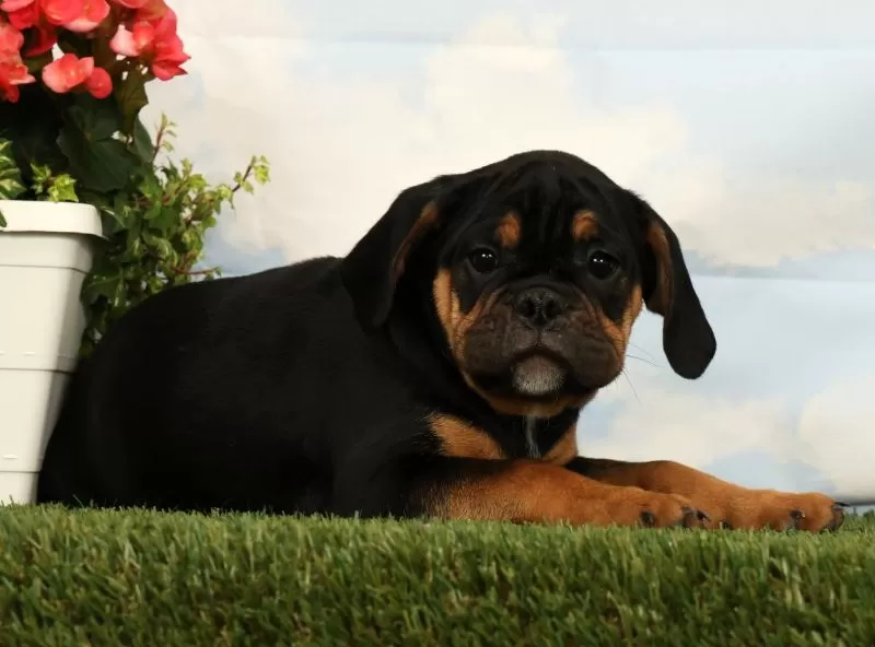 Lux