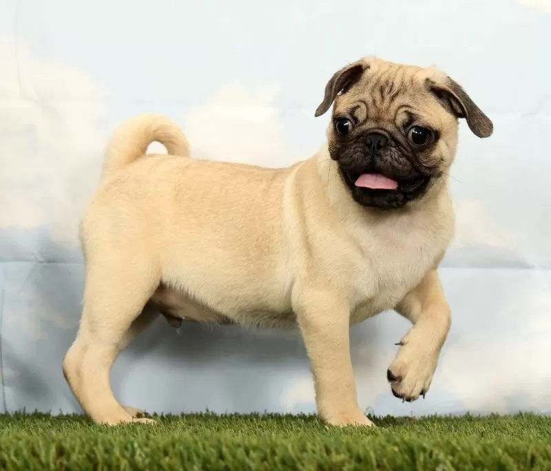 Puppy Name: Mario