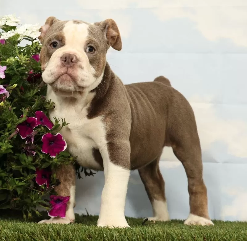 Puppy Name: Magnolia