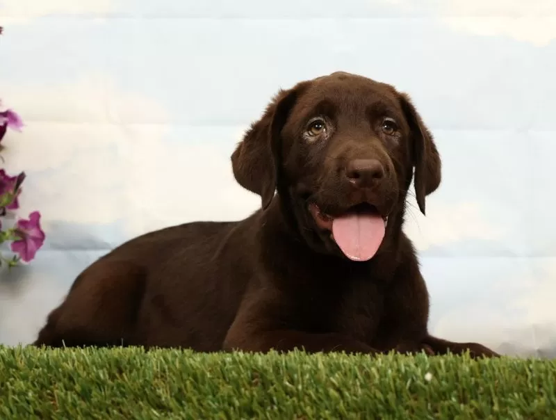 Mocha