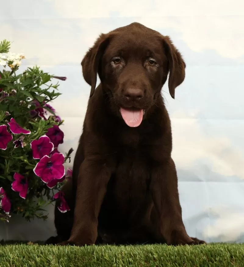 Mocha