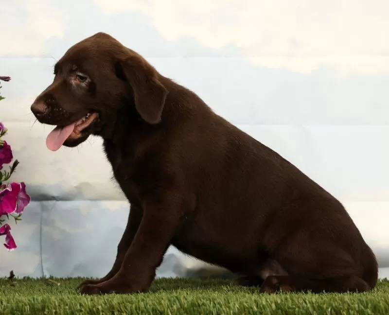 Mocha