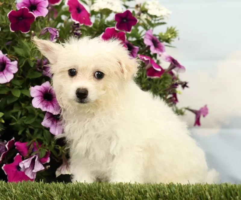Puppy Name: Mickey