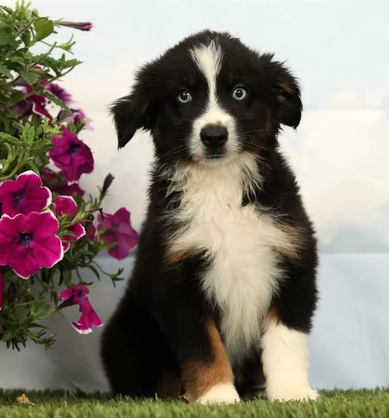 Puppy Name: Millie