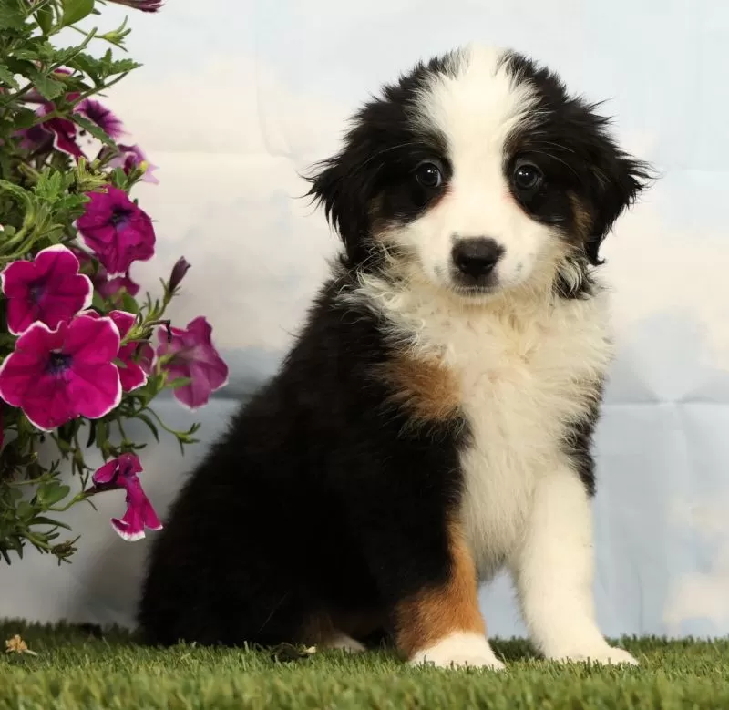 Puppy Name: Misty