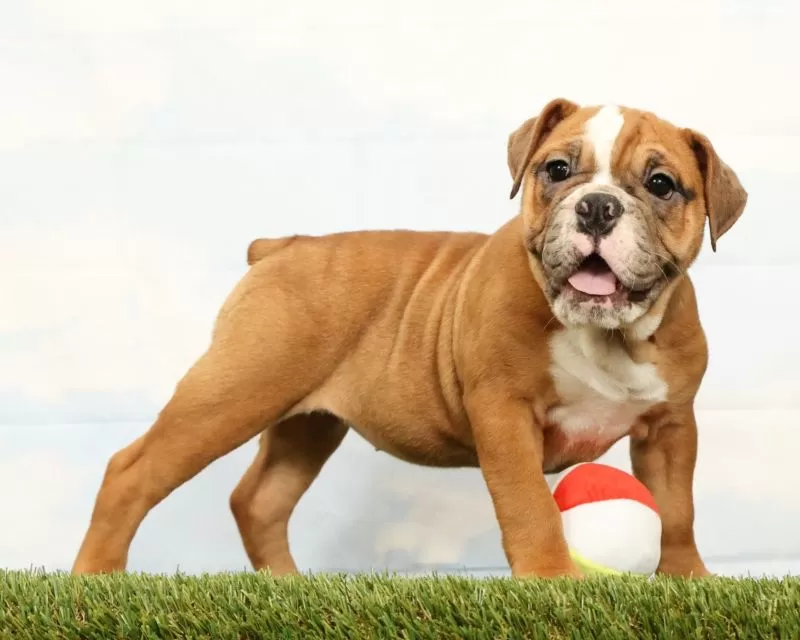 Puppy Name: Nora