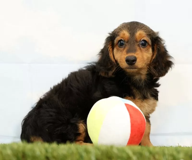 Puppy Name: Natasha
