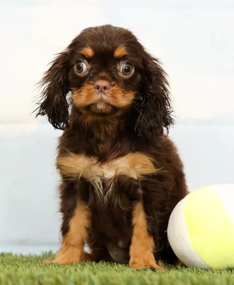 Nutmeg