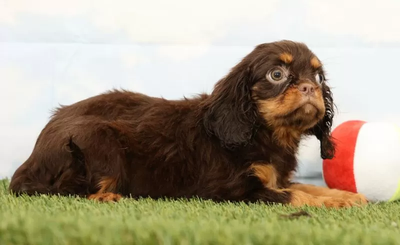 Nutmeg