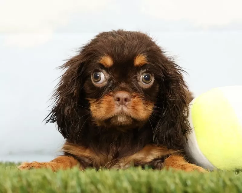 Nutmeg