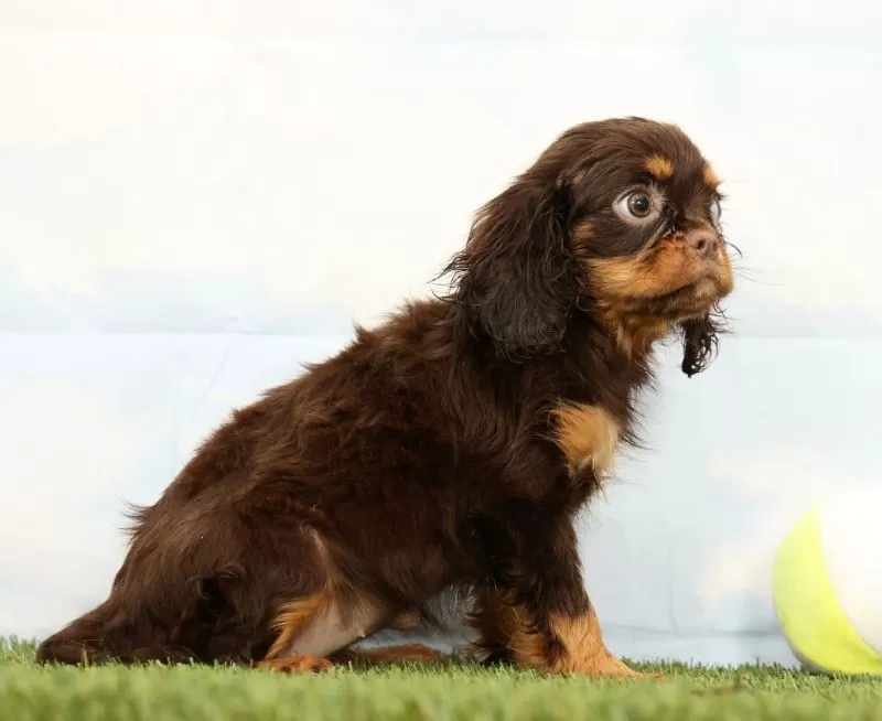 Nutmeg